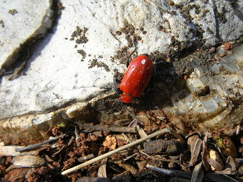 Chrysomelidae: Lilioceris lilii